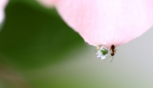 蟻の味わいを語る24歳。東京の蟻は苦く、長野の蟻は甘い。